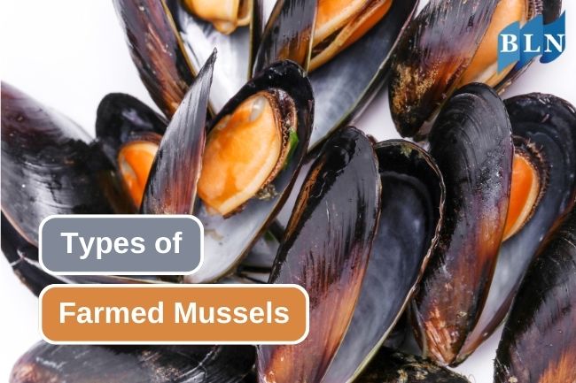 7 Types of Farmed Mussels for the Aquaculture Industry